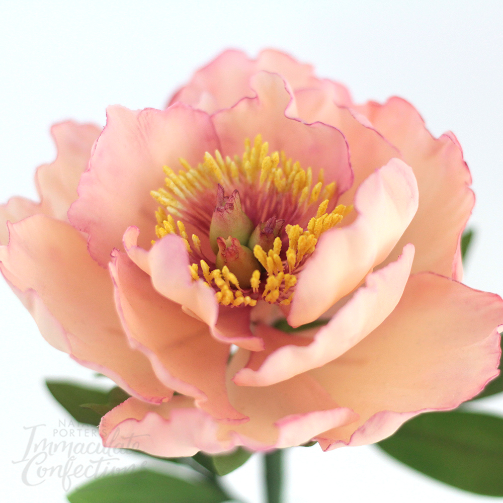 Fully-Wired Sugar Peony<br>- 16 February 2025 - - Image 2